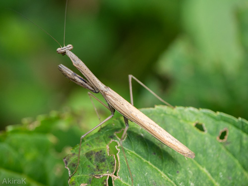 カマキリ