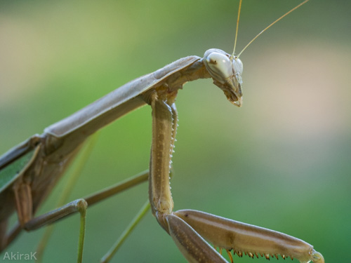 カマキリ