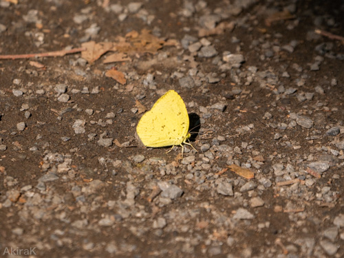 キタキチョウ