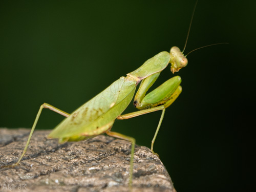 カマキリ