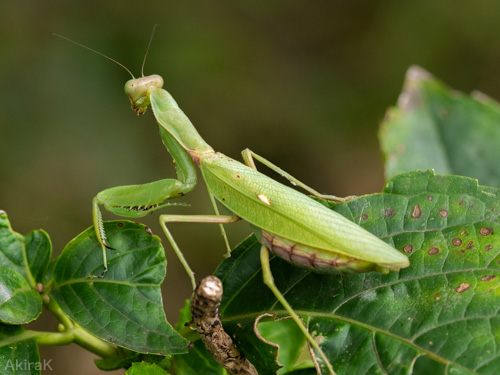 ハラビロカマキリ