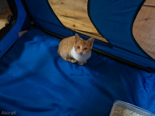 猫