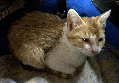 子猫