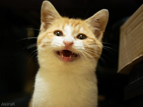 子猫