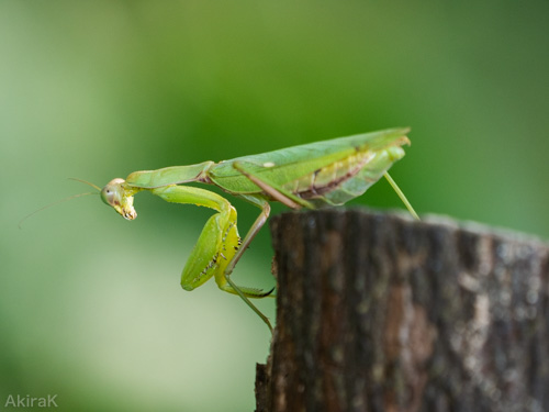 カマキリ