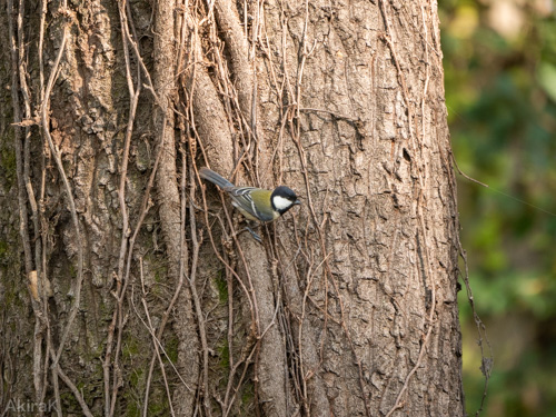 シジュウカラ