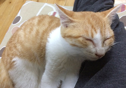 寝る猫