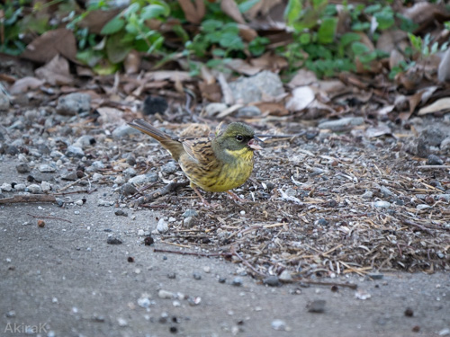 アオジ(オス)