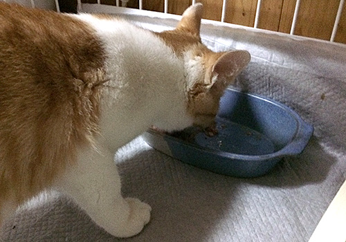 食事中