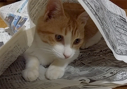 もんちゃん