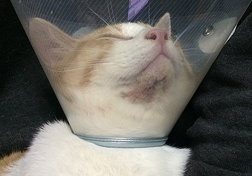 顎の傷