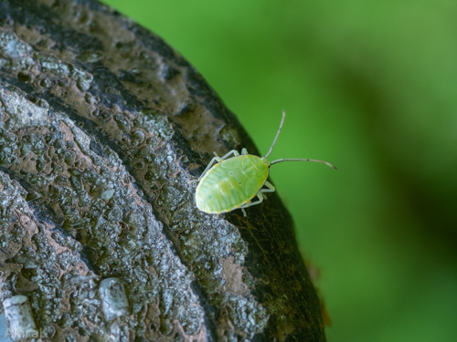 カメムシの幼虫