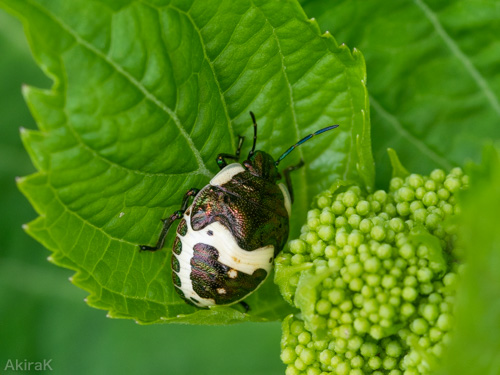 アカスジキンカメムシの幼虫