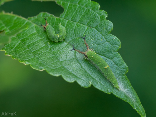 アカボシゴマダラの幼虫