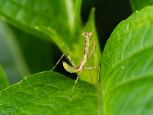 カマキリ