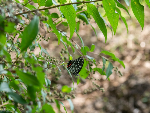 アカボシゴマダラ