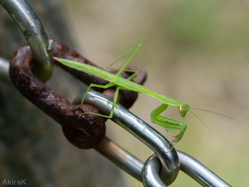 カマキリ