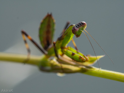カマキリ