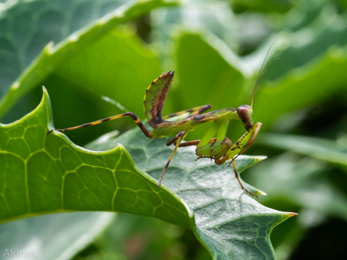 カマキリ