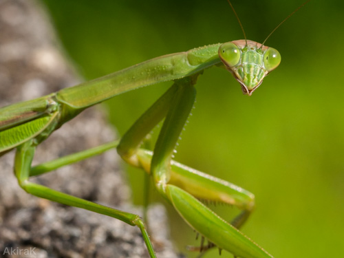 カマキリ