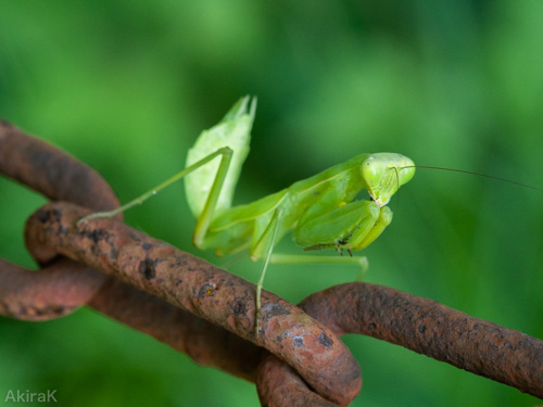 カマキリ