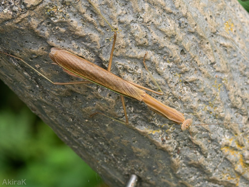 カマキリ