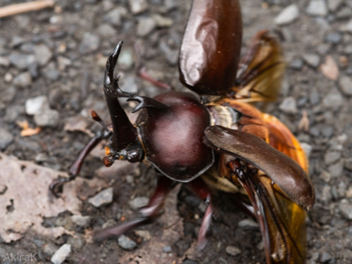 カブトムシ