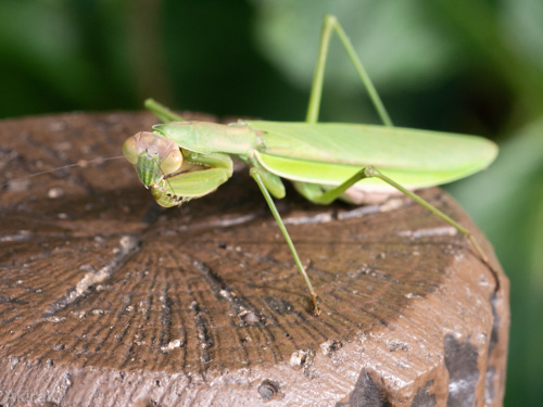 ハラビロカマキリ