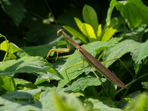カマキリ