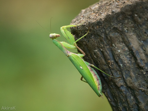 ハラビロカマキリ