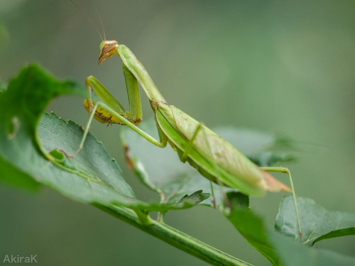 カマキリ