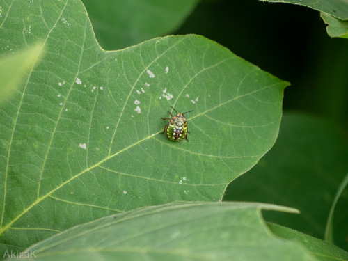 カメムシの幼虫