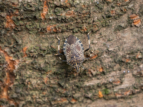 キマダラカメムシ