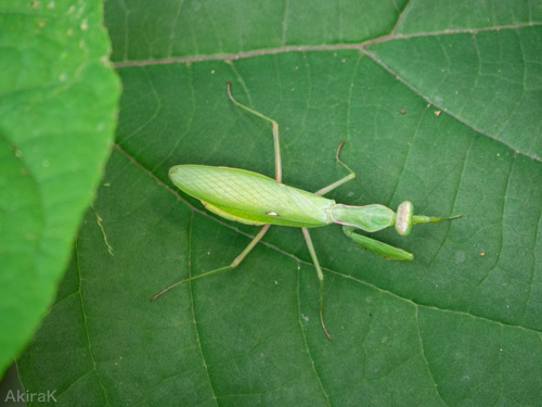 ハラビロカマキリ