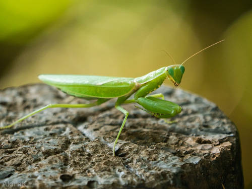 ハラヒロカマキリ