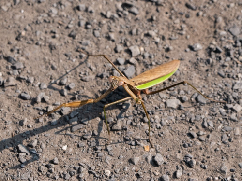 カマキリ