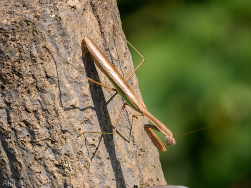 カマキリ
