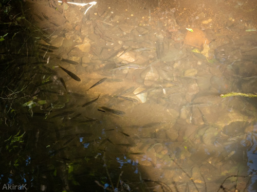 雑魚