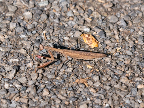 カマキリ