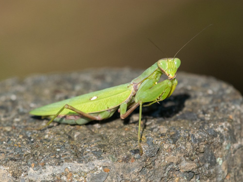 ハラビロカマキリ