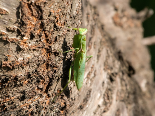 ハラビロカマキリ