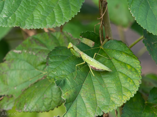 ハラビロカマキリ