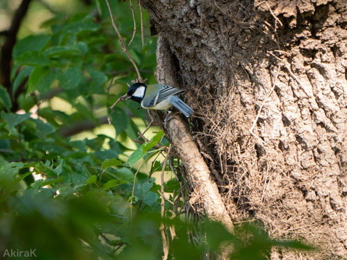 シジュウカラ