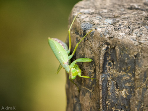 ハラビロカマキリ