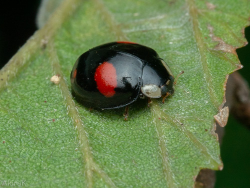ナミテントウ