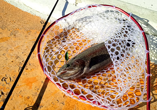 釣れた
