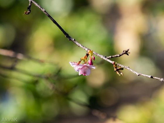 河津桜