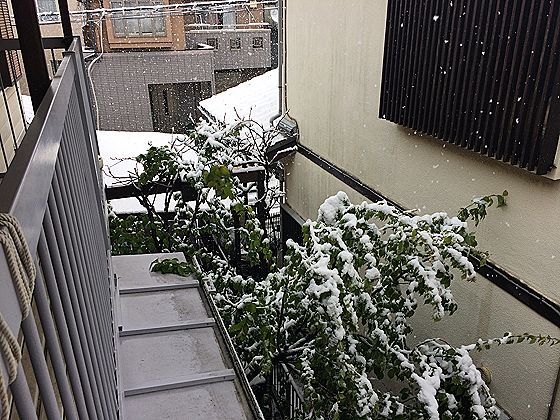 雪