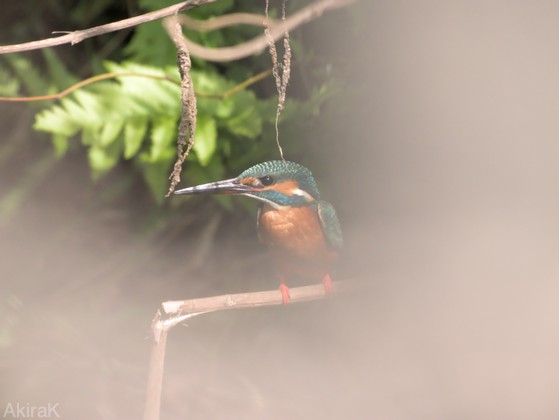カワセミ