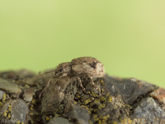 ケブカクチブトゾウムシ